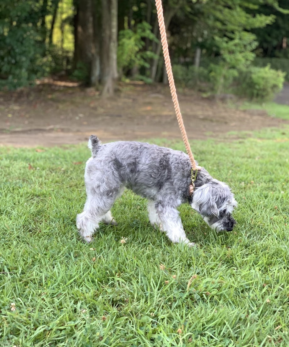 Rope Lead 120cm - SAKURA & Gold