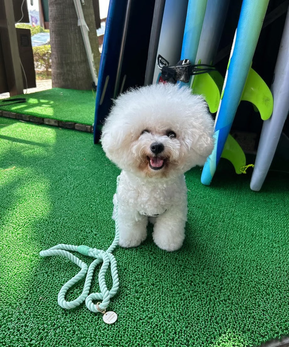 Rope Lead 120cm - WAKABA & Gold