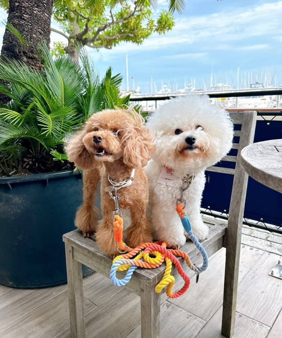 肩掛け ハンズフリーロープリード 210cm -RAINBOW/レインボー<GOLD>