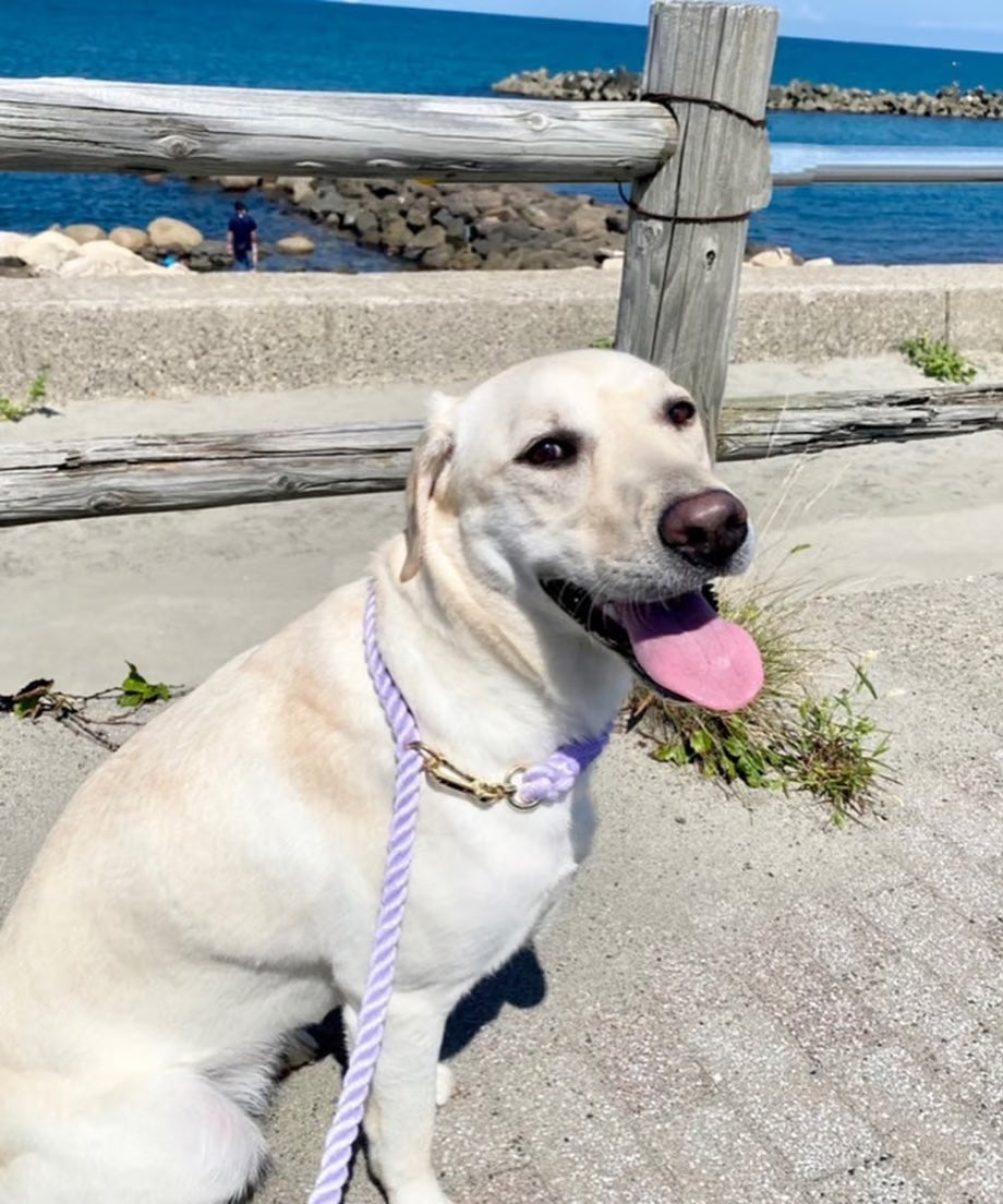 Hands-free rope lead 210cm - SUMIRE & Gold, thick lever hook snap hook