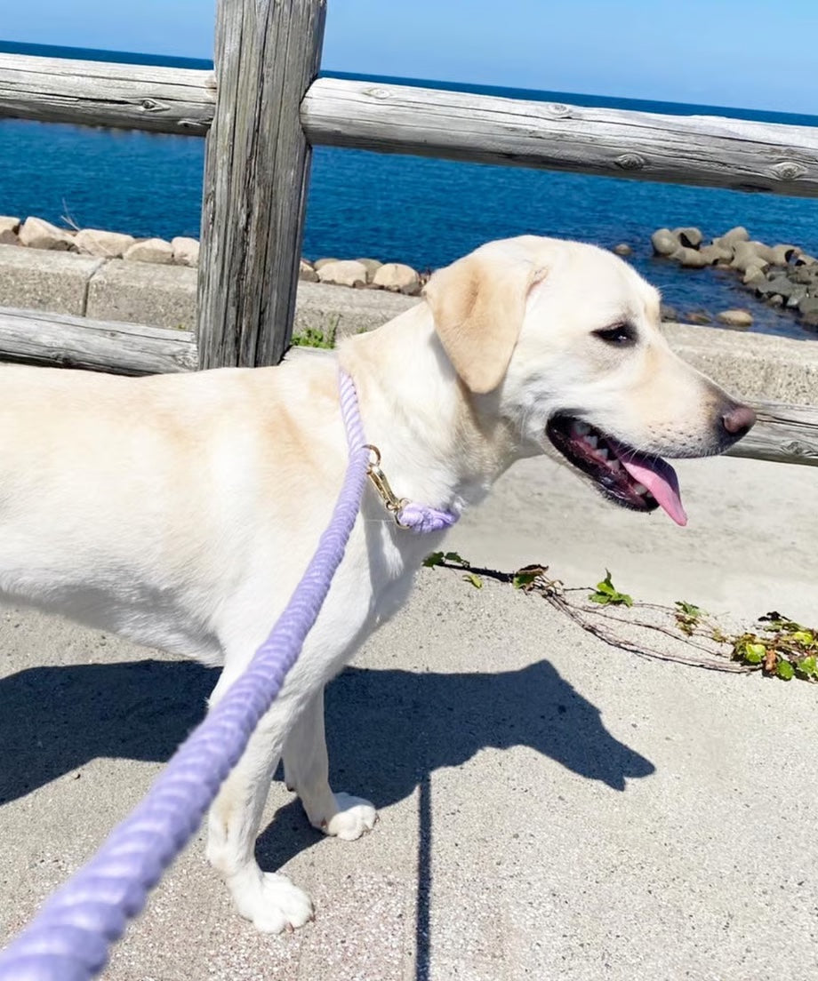 Hands-free rope lead 210cm - SUMIRE & Gold, thick lever hook snap hook