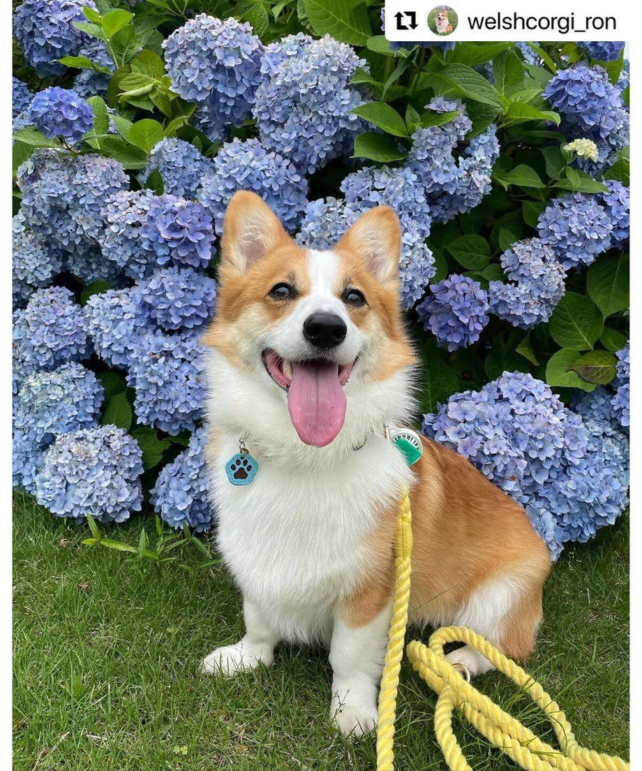 Hands-free rope lead 210cm - LEMON & Silver, thick lever hook snap hook