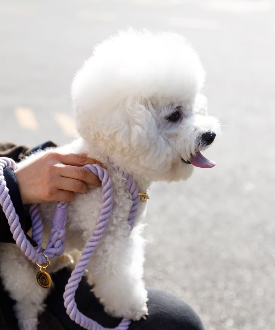 Rope Lead 120cm - SUMIRE & Gold