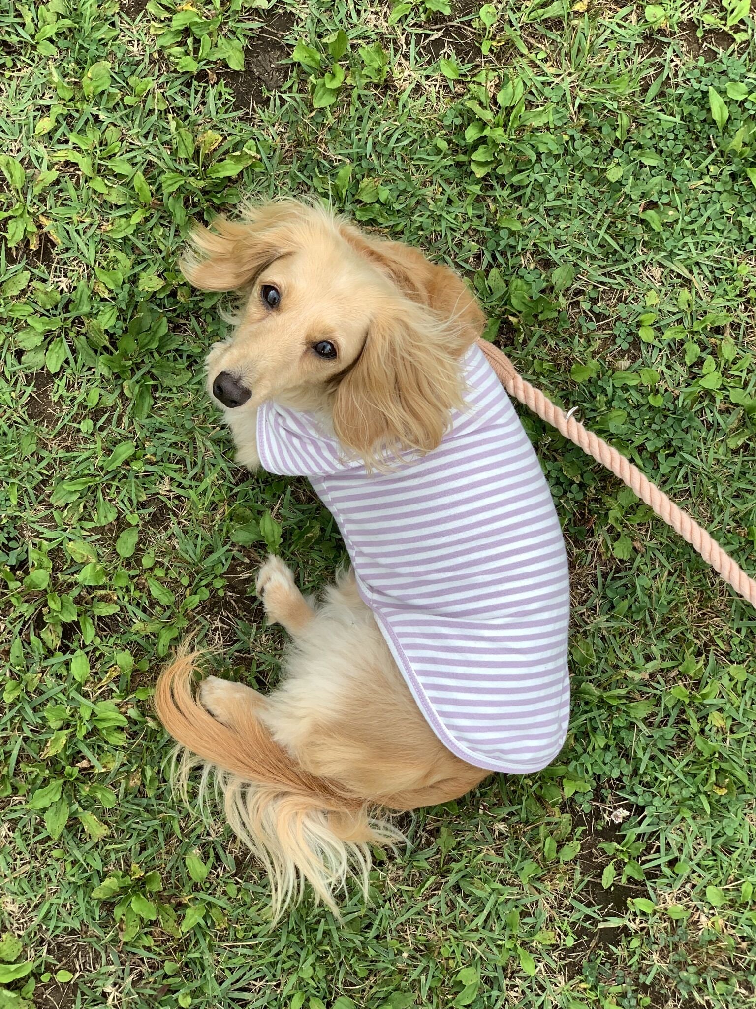 肩掛け ハンズフリーロープリード 210cm - SAKURA/さくら <GOLD>