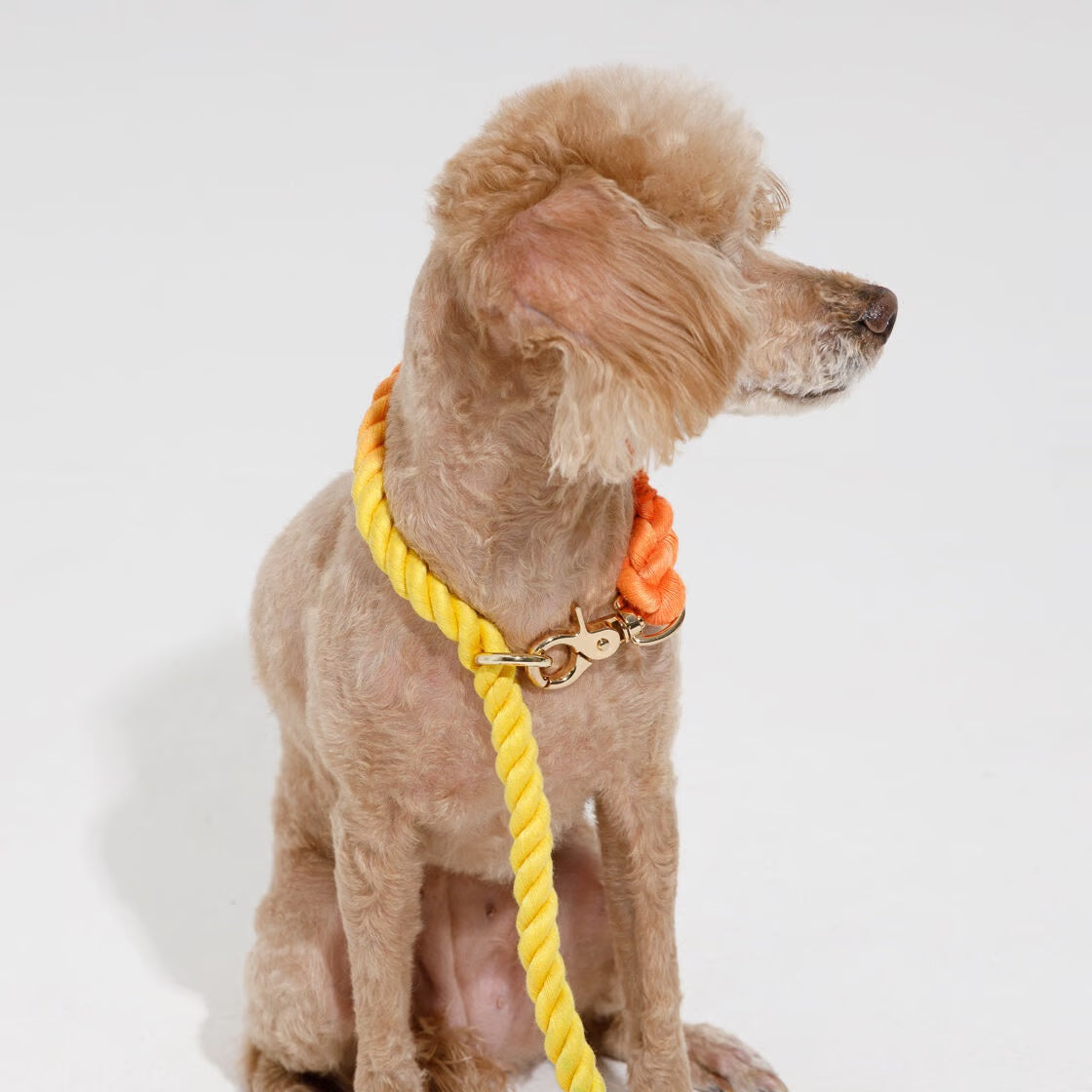 2 in 1 ロープリード|首輪一体型・スリップリードのように使える犬用リード