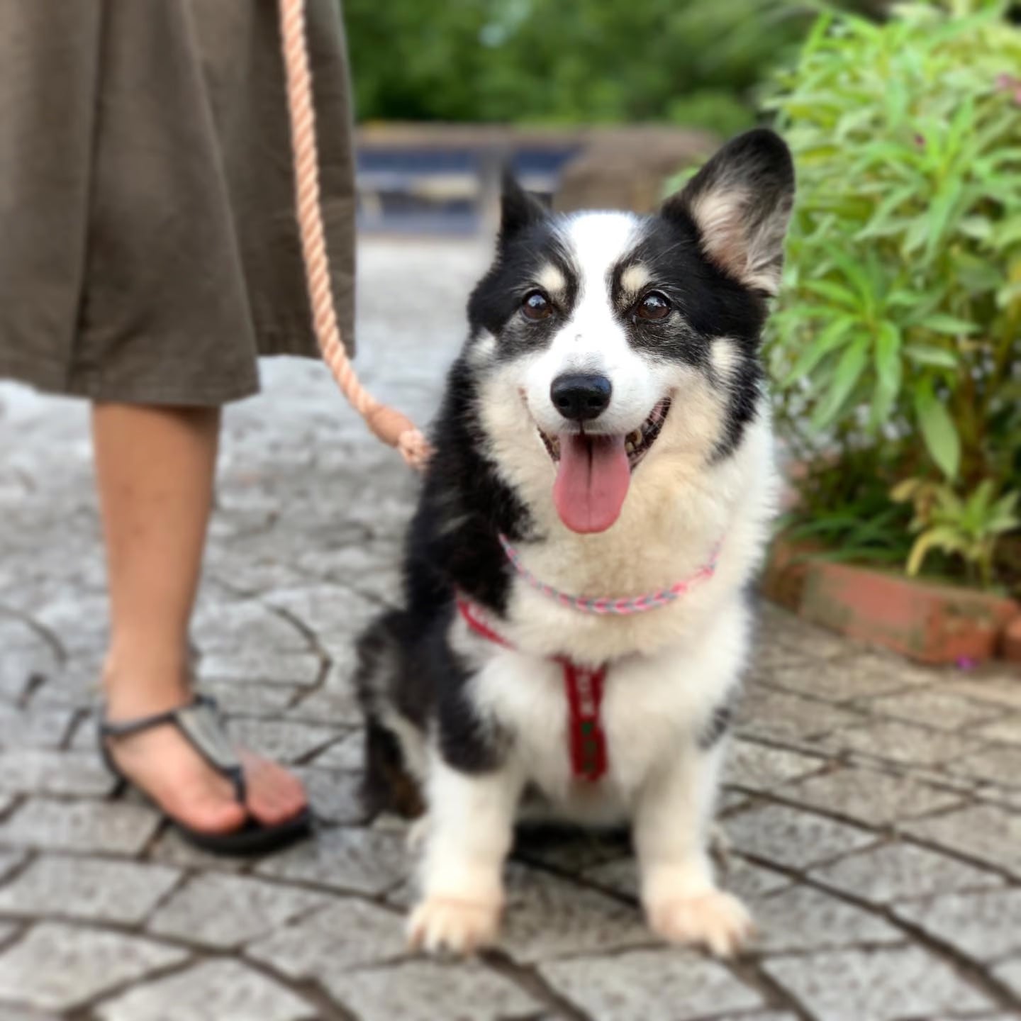 肩掛け ハンズフリーロープリード 210cm - SAKURA/さくら <GOLD>