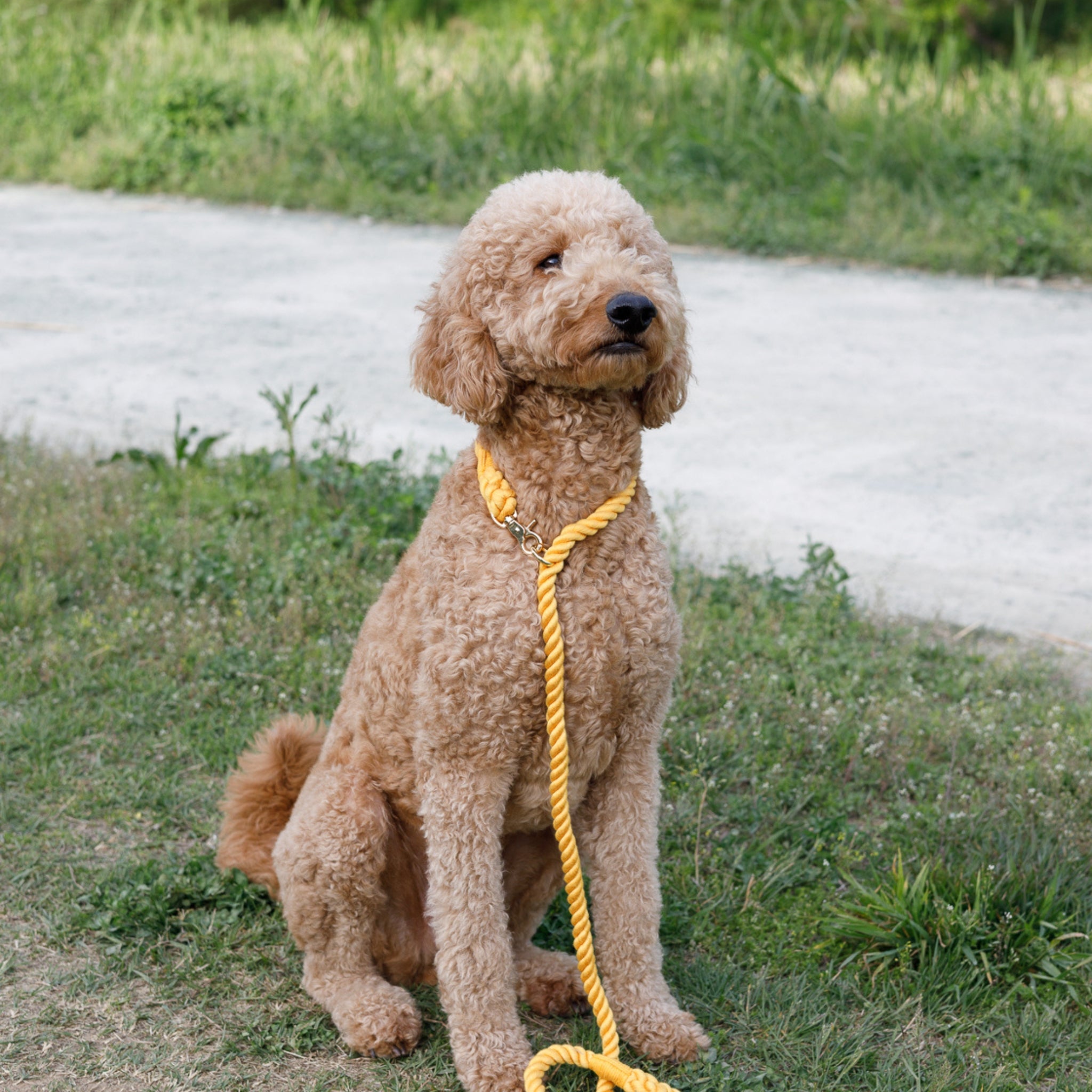 2 in 1 ロープリード 150cm