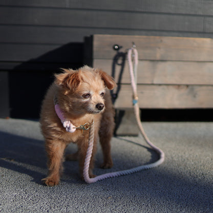 2 in 1 ロープリード｜首輪一体型・スリップリードのように使える犬用リード
